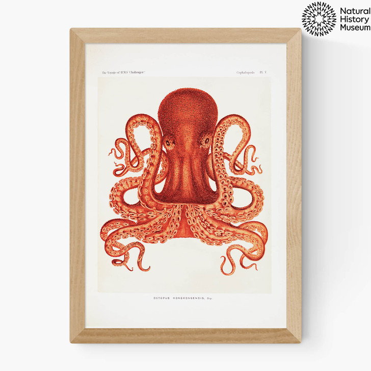 Vintage Octopus Medium Oak Frame