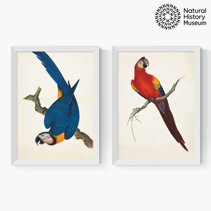 vintage parrots diptych art print set by the natural history museum in white frame