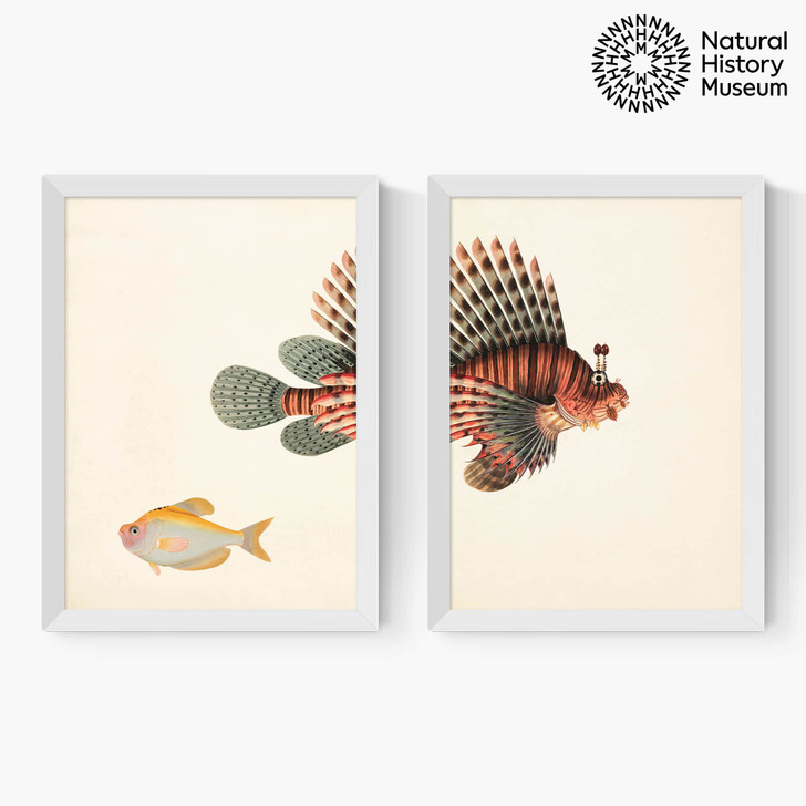 Vintage Fish Diptych Medium White Frame