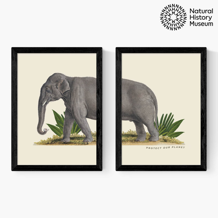 Elephant Diptych Medium Black Frame