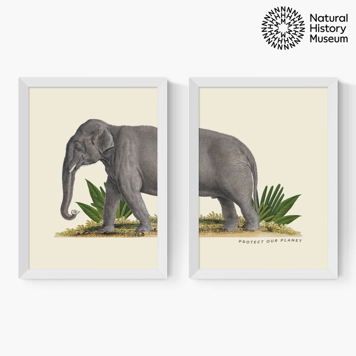 Elephant Diptych Medium White Frame