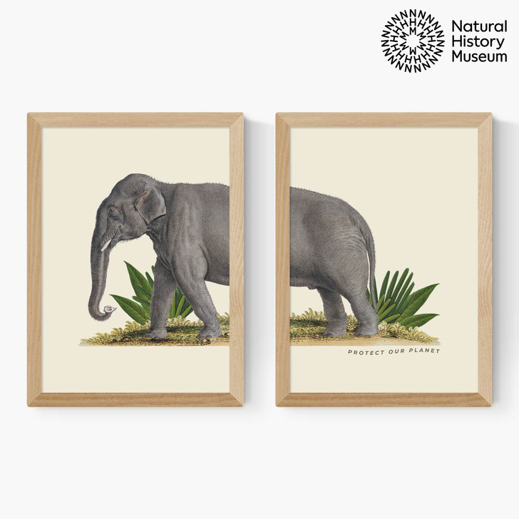 elephant diptych art print set by the natural history museum in oak frame