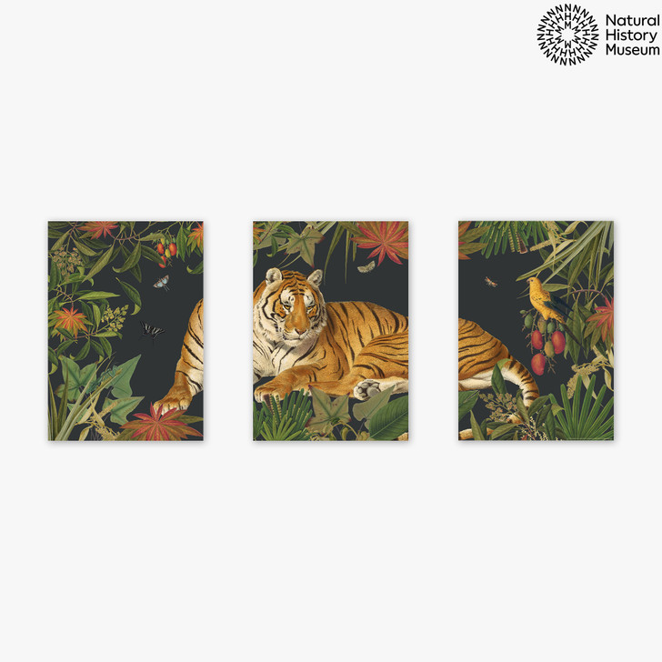 Vintage Tiger Triptych by Natural History Museum