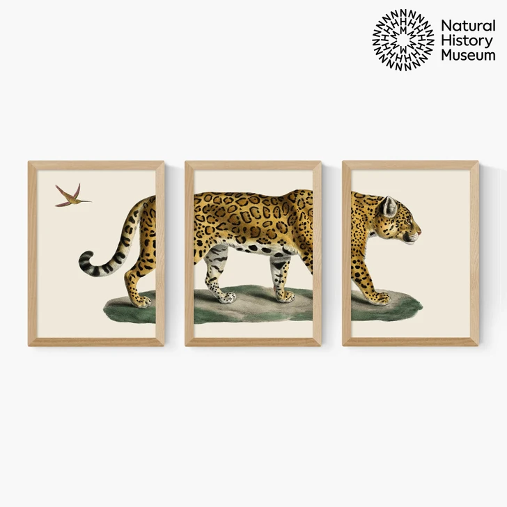 Vintage Jaguar Triptych