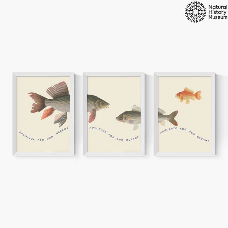 Advocate Fish Triptych Medium White Frame