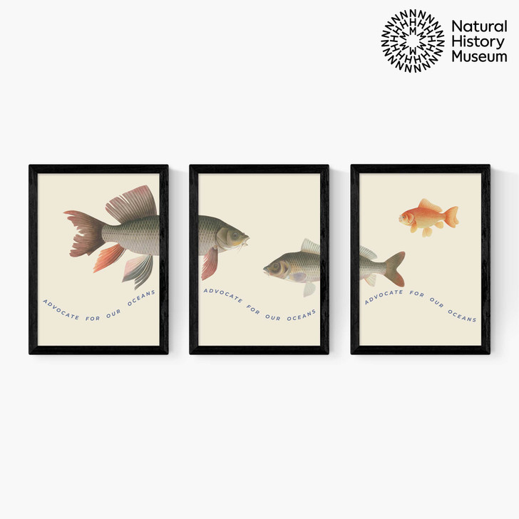 Advocate Fish Triptych Medium Black Frame