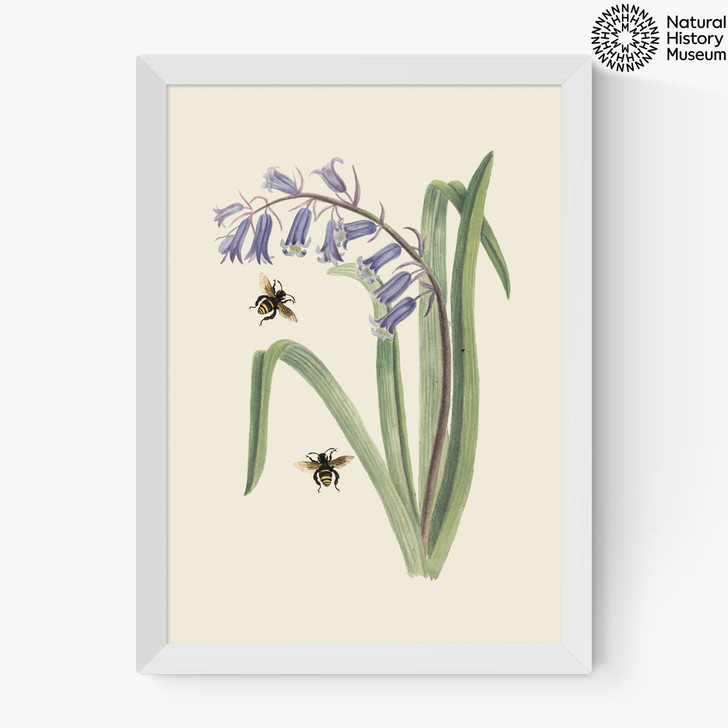Bee and Wild Hyacinth Medium White Frame