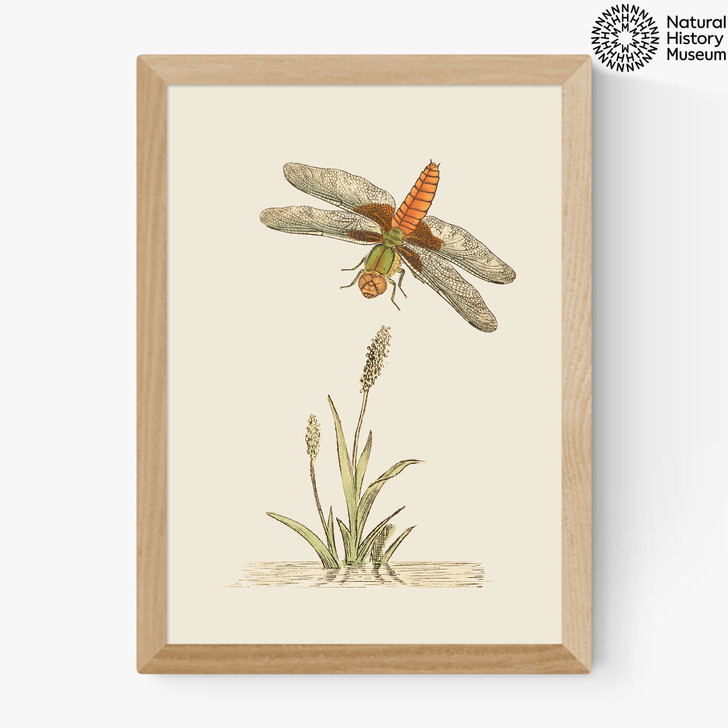 British Dragonfly and Reeds Medium Oak Frame