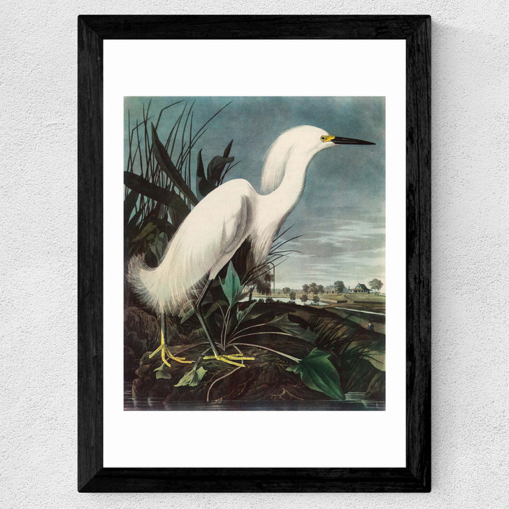 Snowy Egret by John James Audubon Wide Black Frame
