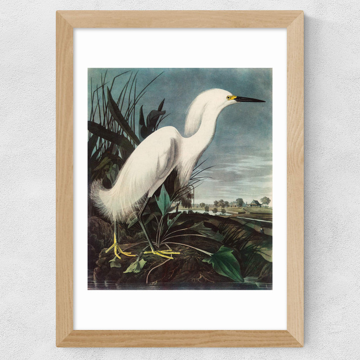 Snowy Egret by John James Audubon Wide Oak Frame