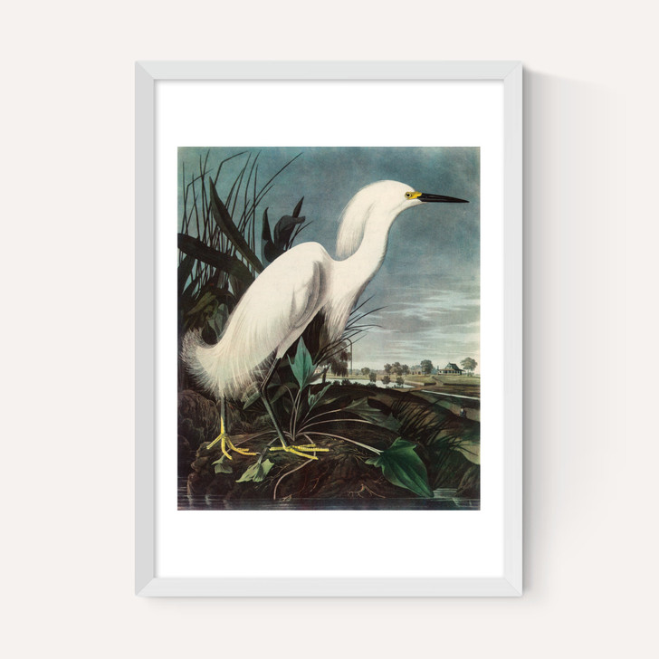 Snowy Egret by John James Audubon