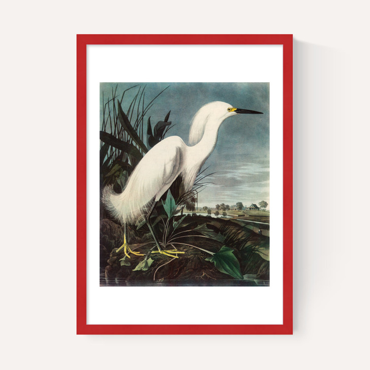Snowy Egret by John James Audubon