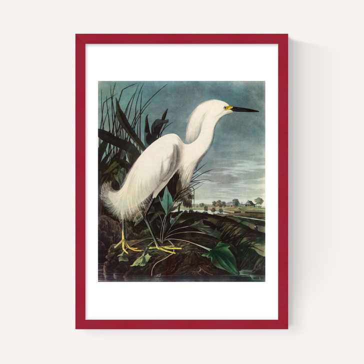 Snowy Egret by John James Audubon