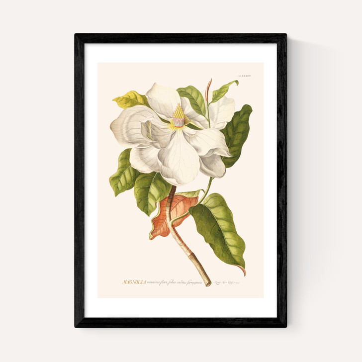 Magnolia by Aster
