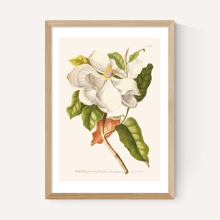 Magnolia by Aster