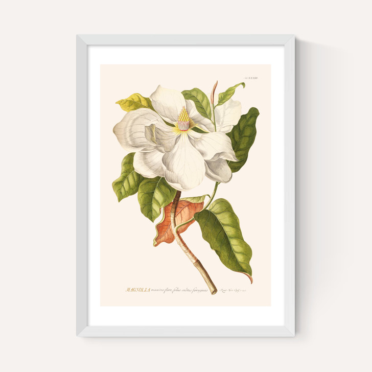 Magnolia by Aster