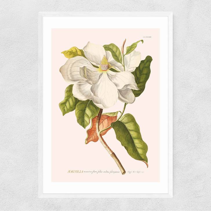 Magnolia by Aster Narrow White Frame