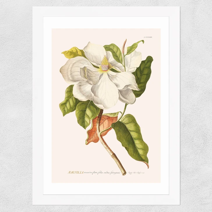 Magnolia by Aster Wide White Frame