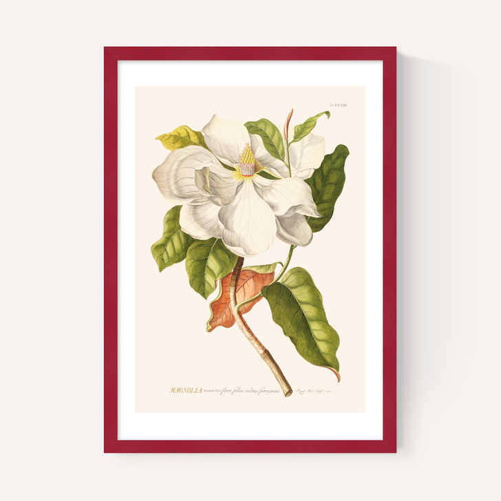 Magnolia by Aster