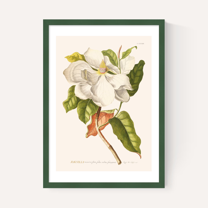 Magnolia by Aster