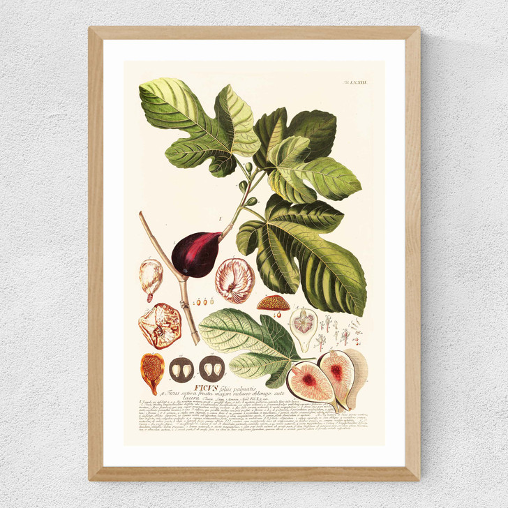 Ficus Medium Oak Frame Ficus Medium Oak Frame