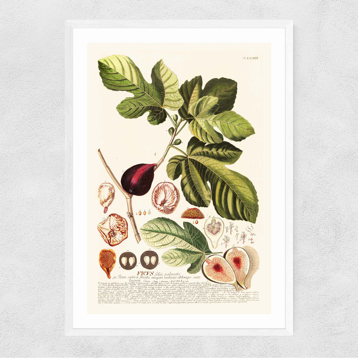 Ficus Narrow White Frame Ficus Narrow White Frame