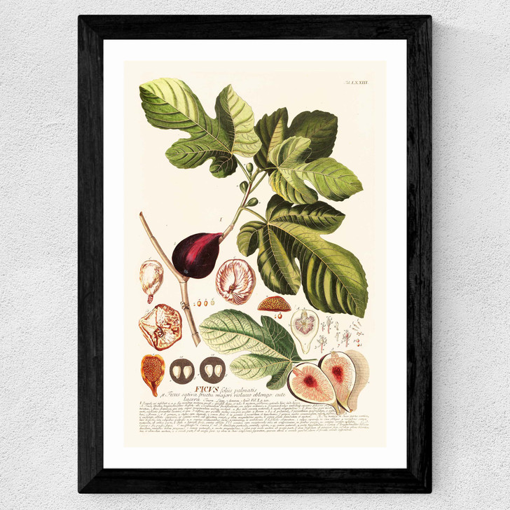 Ficus