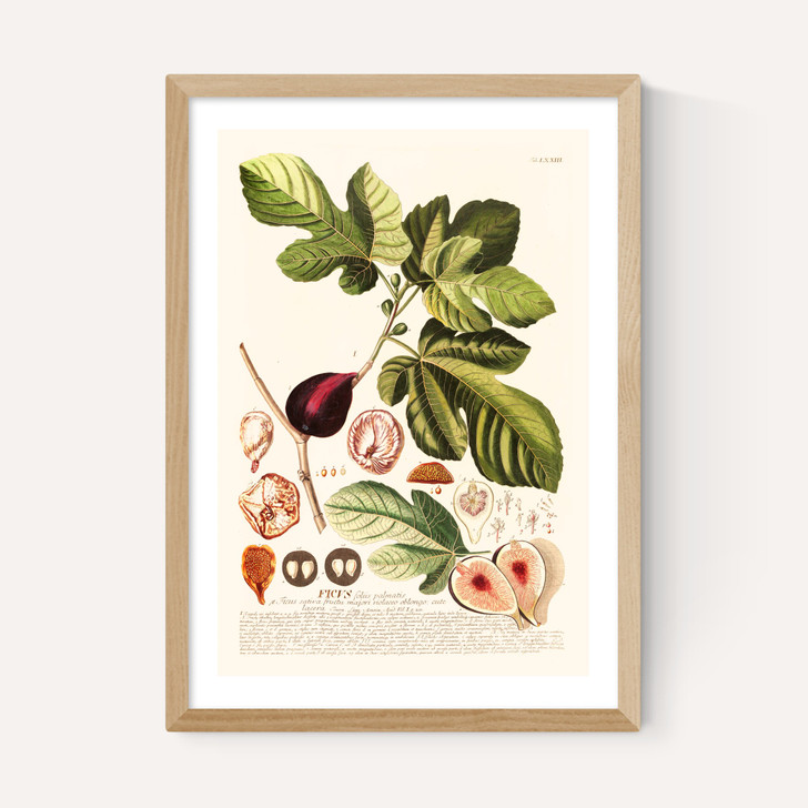Ficus