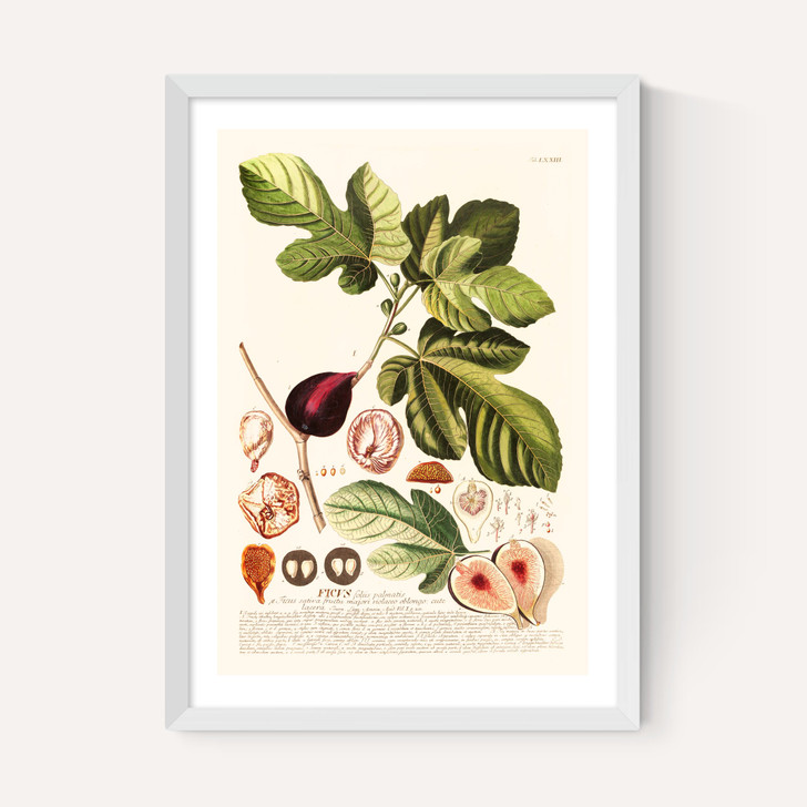 Ficus