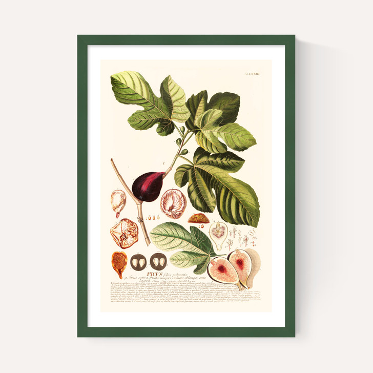 Ficus