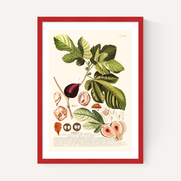 Ficus