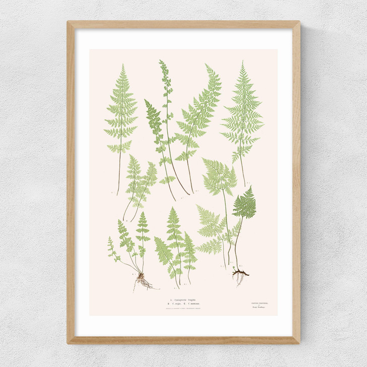 Ferns by Aster Narrow Oak Frame Ferns by Aster Narrow Oak Frame