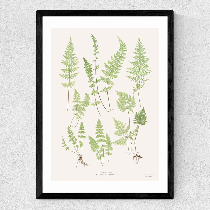 Ferns by Aster
