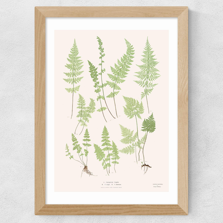Ferns by Aster
