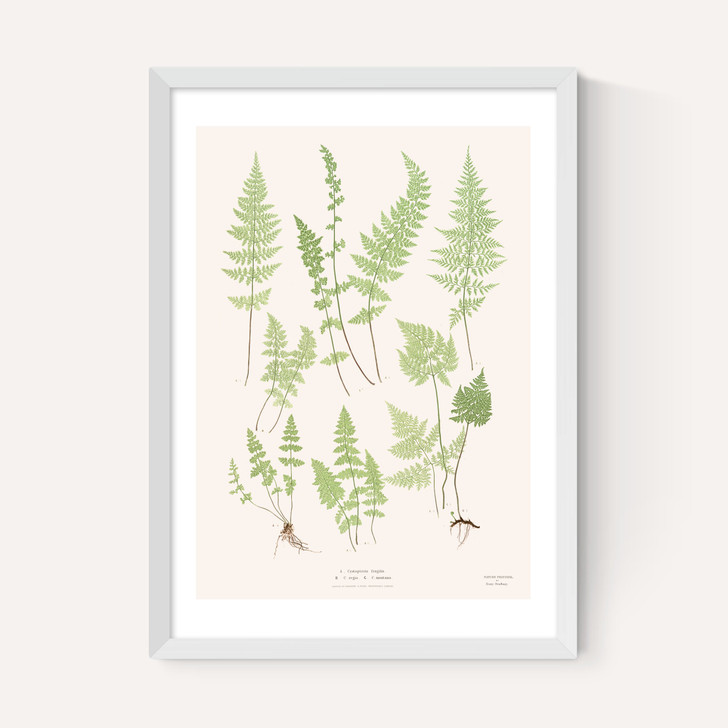 Ferns by Aster
