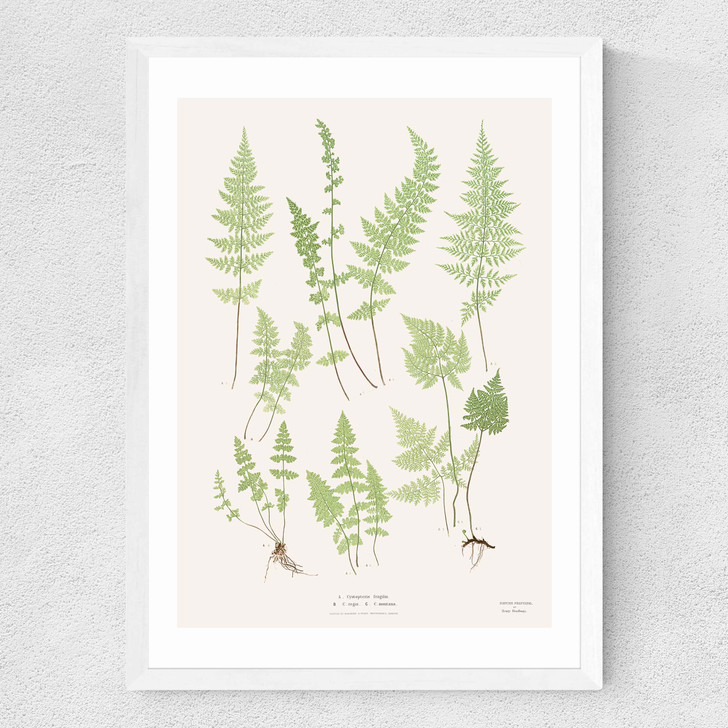 Ferns by Aster Medium White Frame