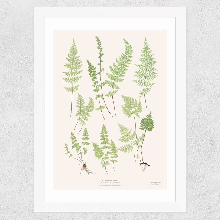 Ferns by Aster