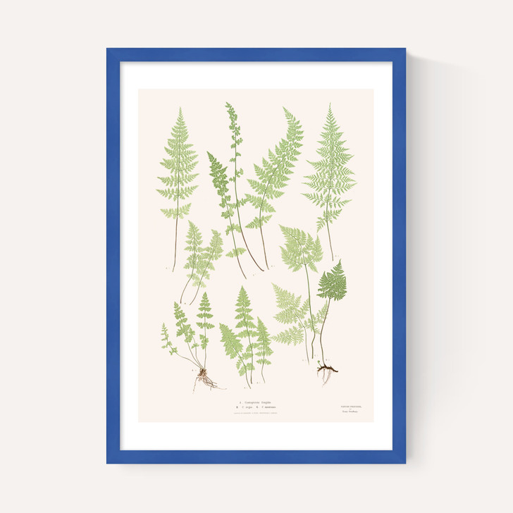 Ferns by Aster