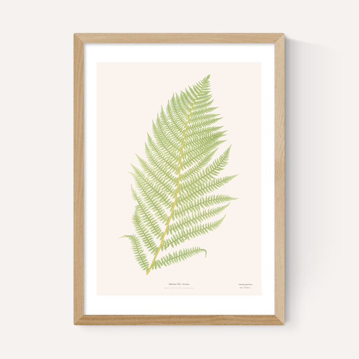 Ferns 2