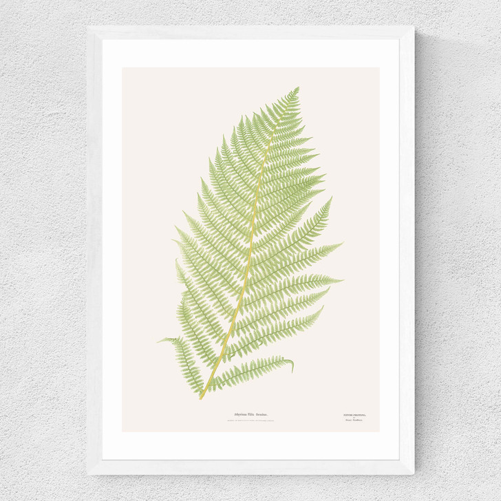 Ferns 2 Medium White Frame