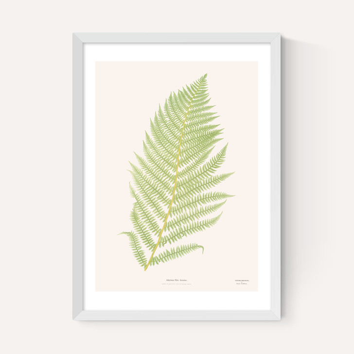 Ferns 2