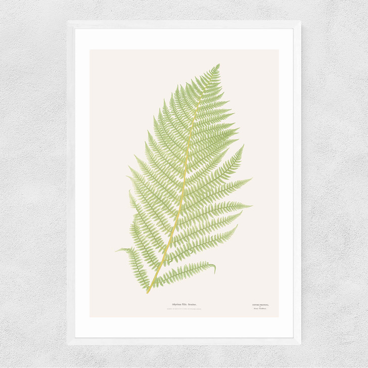 Ferns 2 Narrow White Frame