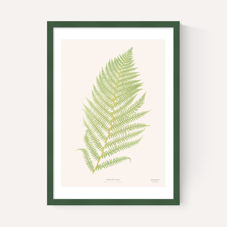 Ferns 2