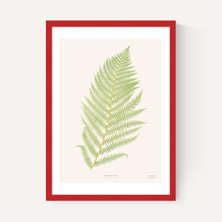 Ferns 2