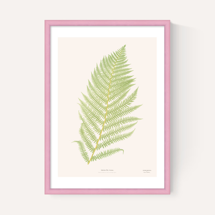 Ferns 2