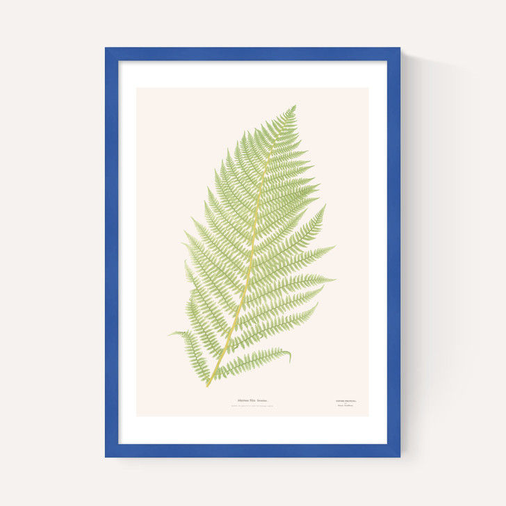 Ferns 2