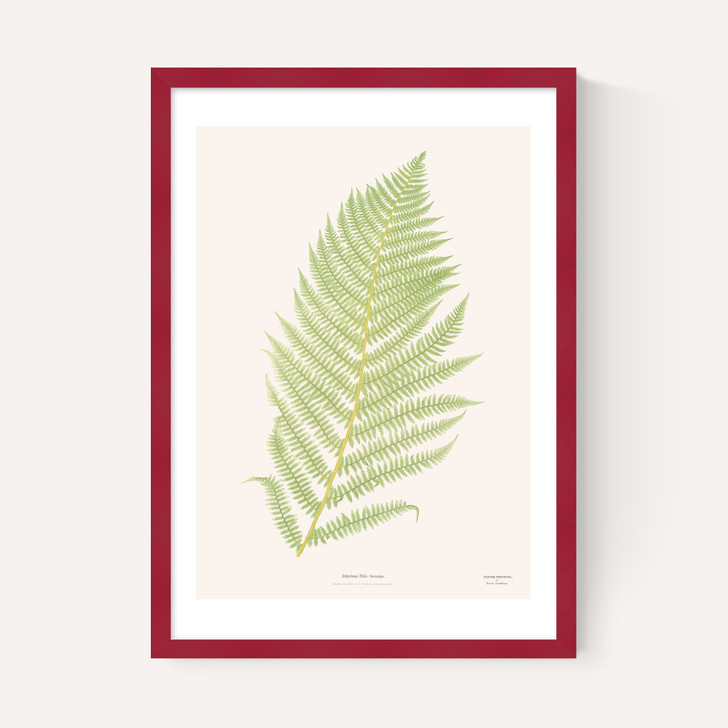 Ferns 2