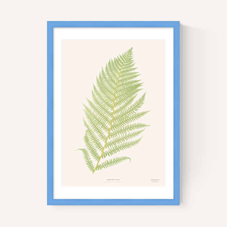 Ferns 2