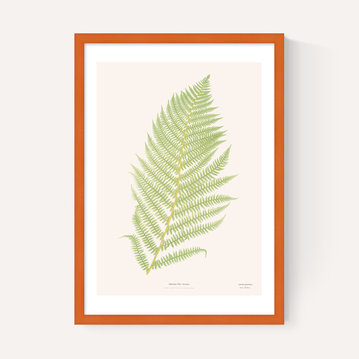Ferns 2