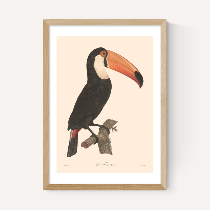 Toucan by Aster